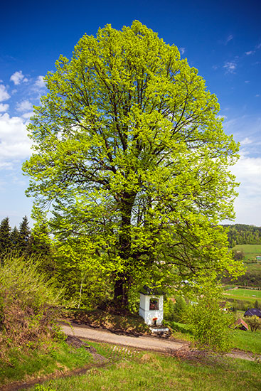 Kapliczka w Kamionce Ma�ej